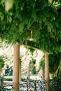 Glass cubic yellow lamp hangs from a beam of a green pergola in a garden