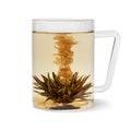 Glass cup with an Asian dried Jasmine tea flower and tea on white background Royalty Free Stock Photo