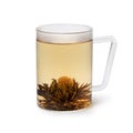 Glass cup with an Asian dried Jasmine tea flower and tea on white background Royalty Free Stock Photo