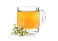 Glass cup of camomile tea on white background Royalty Free Stock Photo