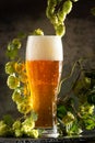 Glass of dark beer with hops around on a dark background Royalty Free Stock Photo