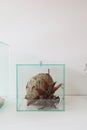 In glass display case there is a large wasps` nest