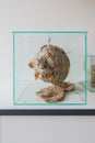 In glass display case there is a large wasps` nest