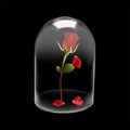 Glass dome cover Rose flower