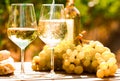 Glass of White wine ripe grapes and bread on table in vineyard Royalty Free Stock Photo