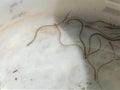 Glass eels captured and contained in plastic tub Royalty Free Stock Photo