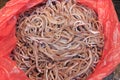 Glass eels Royalty Free Stock Photo