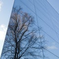 Glass facade and reflection of trees Royalty Free Stock Photo