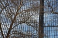 Glass facade and tree branches Royalty Free Stock Photo