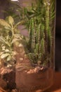 A glass filled with plants in sand and water on top of a wooden table Royalty Free Stock Photo