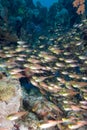 Glass fish/Golden sweeper Royalty Free Stock Photo