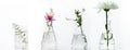 Glass flask and beaker with pink white flower and green plant biotechnology cosmetic science white web banner background Royalty Free Stock Photo