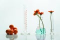 glass flask cylinder test tube with molecular structure and orange herbal flower in science laboratory whit