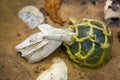 A glass float and a net with the bones of marine animals lying on the sand of the seabed. Marine animals