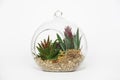 Glass florarium with green plants on a white background