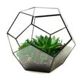 Glass florarium vase dodecahedron with succulents Royalty Free Stock Photo