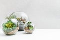 Glass florarium vases with succulent plants, copy space