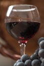 A glass of fragrant red wine and bunches of blue grapes Royalty Free Stock Photo