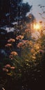 Dreamy Atmosphere: Flowers In The Rain With Golden Light