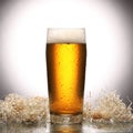 Glass of fresh lager beer on light studio background with reflection Royalty Free Stock Photo