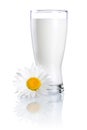Glass of fresh milk and one chamomile flowers
