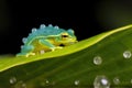 glass frog guarding eggs on a vibrant green leaf