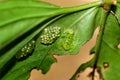 A Glass Frog guards his offspring Royalty Free Stock Photo