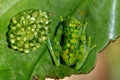 A Glass Frog guards his offspring Royalty Free Stock Photo