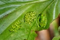 A Glass Frog guards his offspring Royalty Free Stock Photo