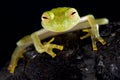 Glass frog Hyalinobatrachium cappellie Royalty Free Stock Photo