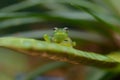 A Glass Frog sitting on a plant in a village near Sarapiqui in Costa Rica Royalty Free Stock Photo