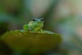 A Glass Frog sitting on a plant in a village near Sarapiqui in Costa Rica Royalty Free Stock Photo