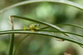 A Glass Frog sitting on a plant in a village near Sarapiqui in Costa Rica Royalty Free Stock Photo