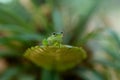 A Glass Frog sitting on a plant in a village near Sarapiqui in Costa Rica Royalty Free Stock Photo