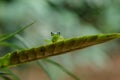 A Glass Frog sitting on a plant in a village near Sarapiqui in Costa Rica Royalty Free Stock Photo