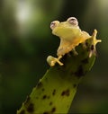 Glass frog on leaf in Amazon rain forest Royalty Free Stock Photo