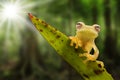 Glass frog on leaf in Amazon rain forest Royalty Free Stock Photo