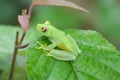 Glass frog on leaf