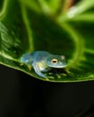 Glass frog of the species Cochranella granulosa on a leaf of Anthurium regale