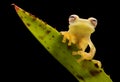 Glass frog, Teratohyla pulverata