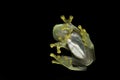 Glass frog transparent amphibian in rainforest