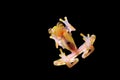 Glass frog with transparent skin, visible organs, heartbeat. Raticulated Glass Frog, Hyalinobatrachium valerioi, green tropic fore Royalty Free Stock Photo