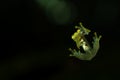 A Glass Frog from the transparent underside Royalty Free Stock Photo