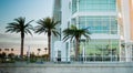 Glass facade building with three palm trees in front Royalty Free Stock Photo