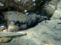 Glass garbage underwater. Glass bottle. Aegean Sea, Greece, Halkidiki. Sea pollution