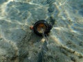 Glass garbage underwater. Glass jar. Aegean Sea, Greece, Halkidiki. Sea pollution