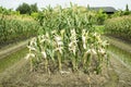 Glass Gem Corn or Sweet Waxy Corn Hybrid from agricultural corn