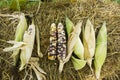 Glass Gem Corn or Sweet Waxy Corn Hybrid from agricultural corn