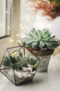 Glass florarium and flower pot with different succulents on window sill. Natural day light