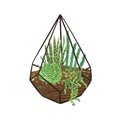 Glass geometric florarium with green succulents in modern scandinavian style. Diamond shaped terrarium with desert